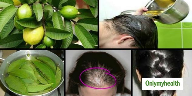How To Use Guava Leaves For Hair Growth Stop Hair Loss  Get Rid of  DandruffBeautyklove  YouTube