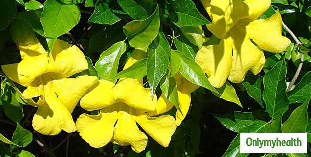 Cat's claw (Uncaria tomentosa) 