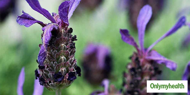 French Lavender 