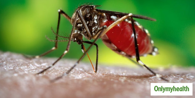 insidemalaria