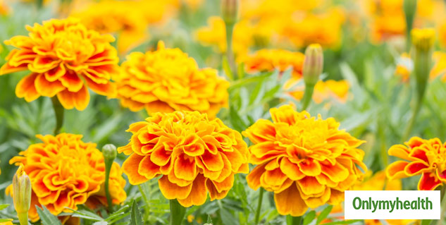 insidemarigold