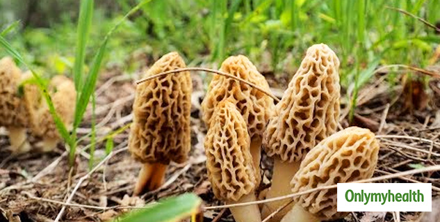 insidegucchimushroom