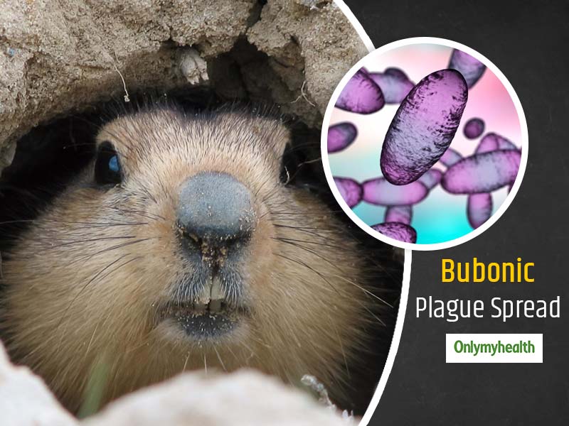 Bubonic Plague China News What Is Black Death And How It Spreads