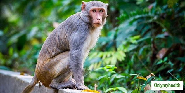 diseases from animals to human