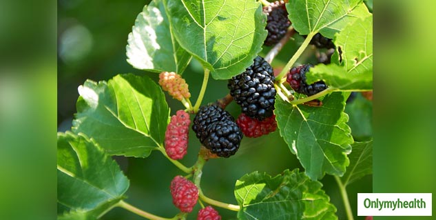 mulberry leaves tea for health