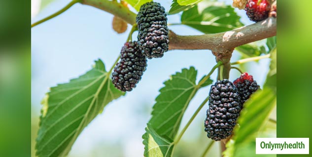 mulberry leaves health benefits