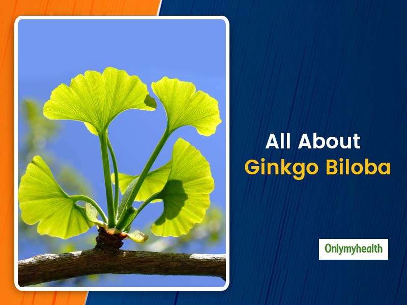 Ayurveda 101 Know Ginkgo Biloba Health Benefits Uses And Side Effects