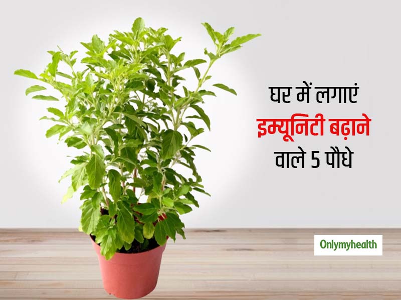 इन 5 पौधों की पत्तियों में होते हैं इम्यूनिटी बढ़ाने वाले गुण, घर पर लगाएं और जानें प्रयोग का तरीका