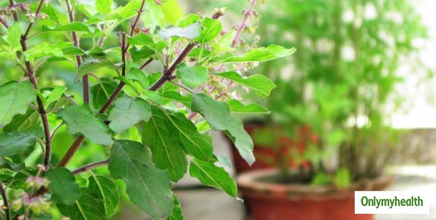IMMUNITY BOOSTER PLANTS