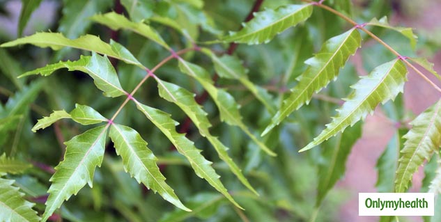 ayurvedic plant leaves for immunity