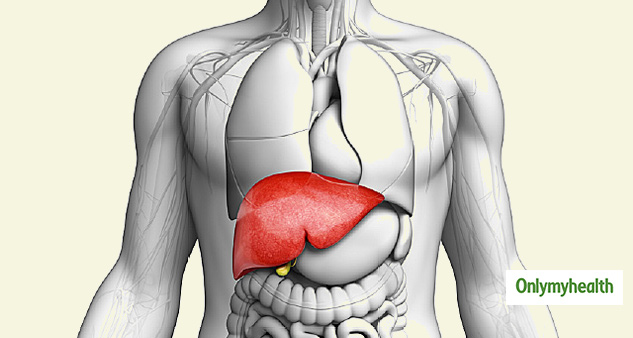 liver in human