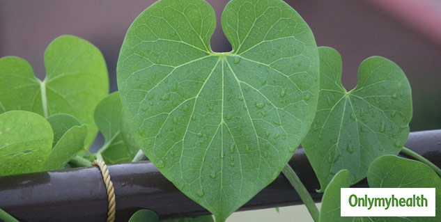 giloy benefits in diabetes