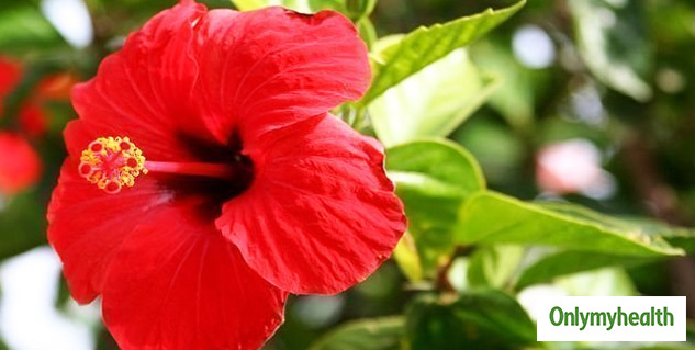 Hibiscus For Hair