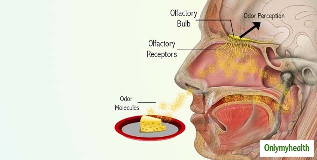 What is Anosmia