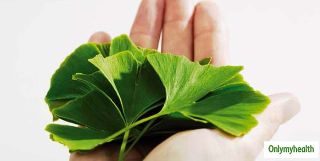 Ginkgo Biloba 
