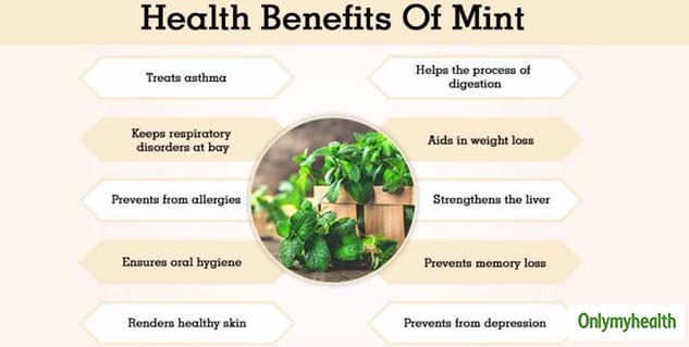 Mint Leaves Benefits For Basic Bodily Functions - HealthKart