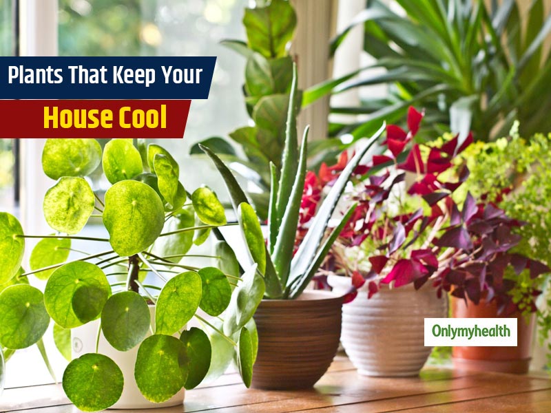 Keep Heatstroke At Bay With These Cooling Houseplants