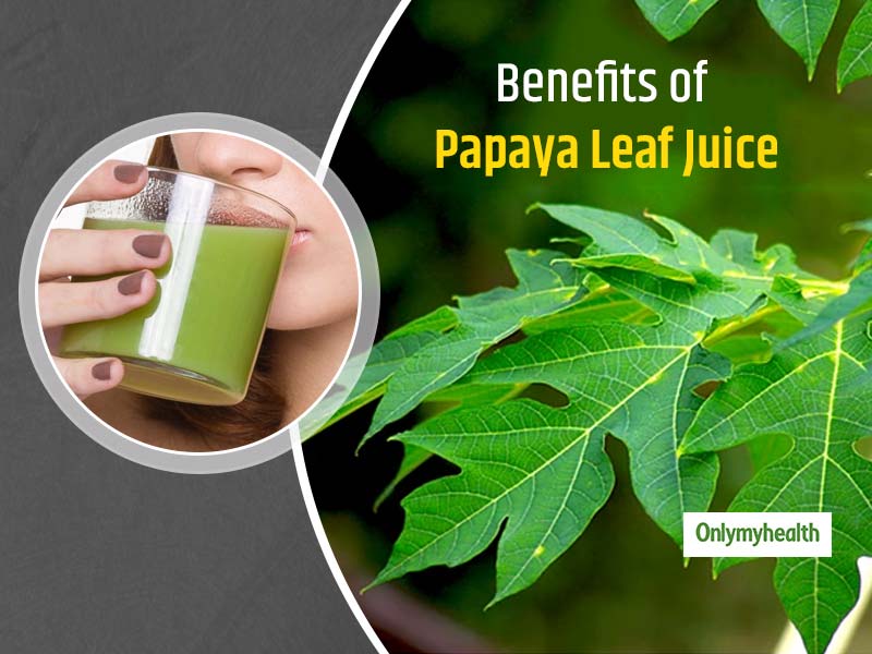 Papaya Leaves Can Fight Dengue, Know All Benefits Of Drinking Papaya Leaf Juice