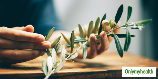 Olive Leaf Extract 