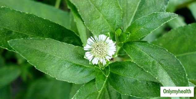 Bhringraj For Stress