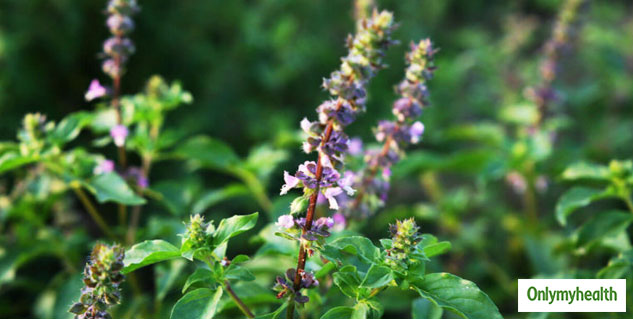 Holy Basil For Stress