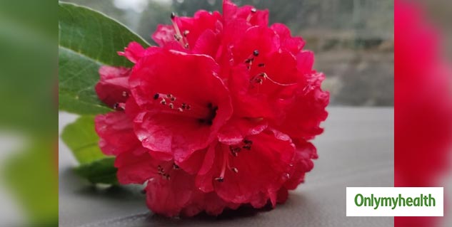 Health Benefits Of Burans