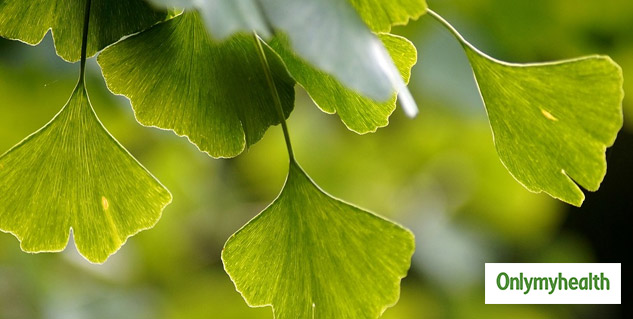 insidemedicinalplant