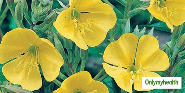 insidemedicineforbones