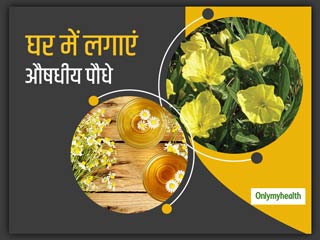 घर में लगाएं ये 5 औषधीय पौधे, छोटी-मोटी बीमारियां रहेंगी आप से दूर
