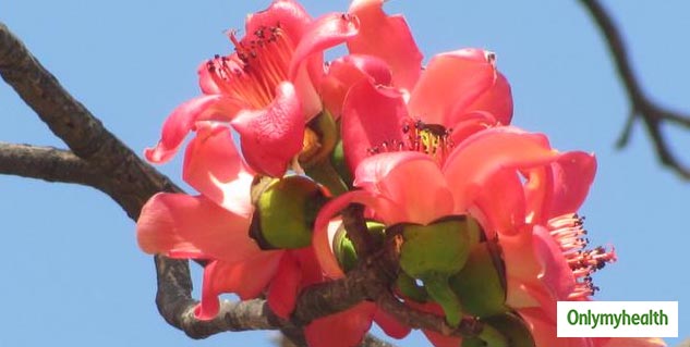 Silk Cotton Tree or Semal Health Benefits