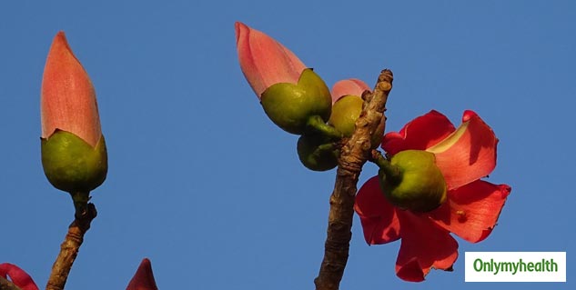 Health Benefits Of Semal