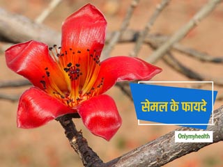खूनी बवासीर, दस्‍त और ल्‍यूकोरिया में फायदेमंद है सेमल, जानें अन्‍य फायदे और सेवन का तरीका 