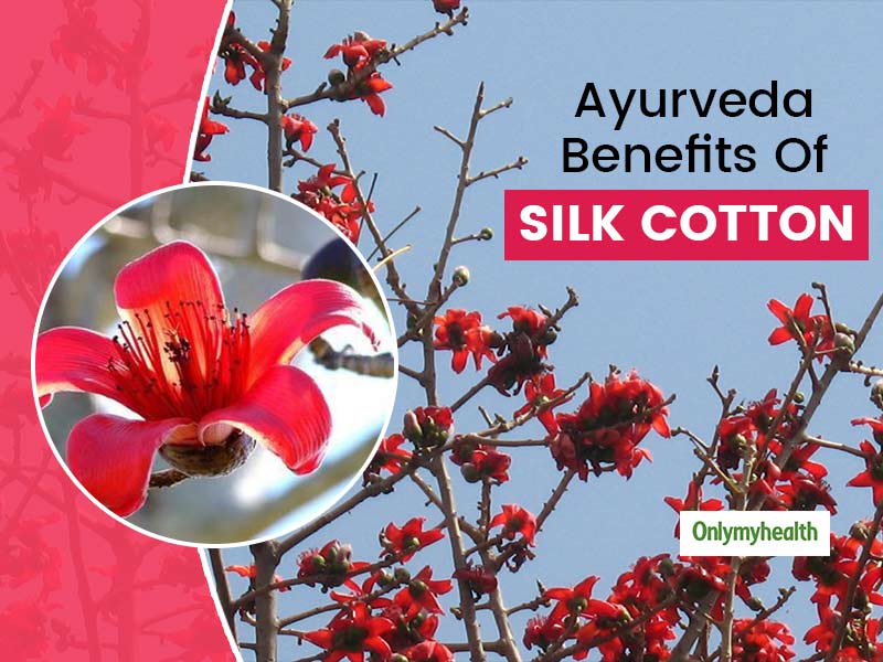 Silk Cotton A Tree With Medicinal Properties