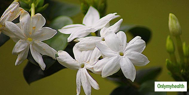 Jasmine Oil Benefits