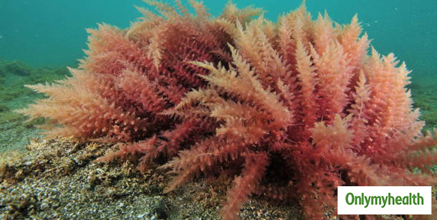 Seaweed Benefits