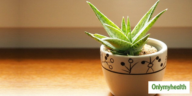Aloe Vera Plant Medical Benefits