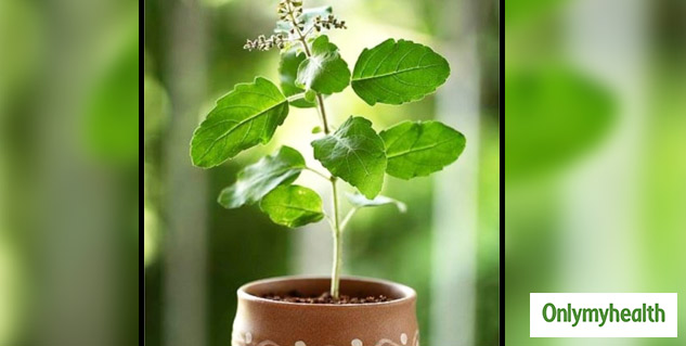 tulsi plant medical benefits