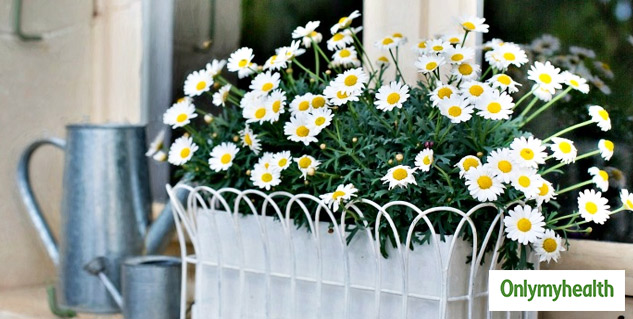 chamomile plant herbal benefits
