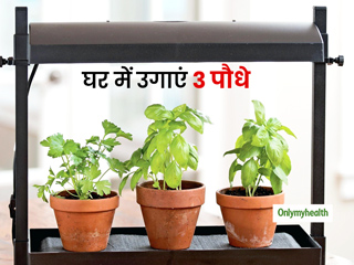 घर में उगाएं ये 3 पौधे, 50 से ज़्यादा बीमारियों के घरेलू नुस्खों में आते हैं काम