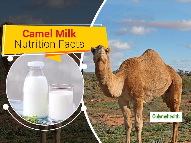 Camel Milk Nutrition Information: Here Are 6 Potential Health Benefits