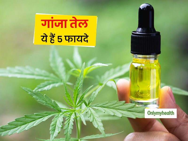 गांजा का तेल होता है सेहत के लिए बहुत फायदेमंद, जानें इसके इस्तेमाल के 5 बड़े फायदे