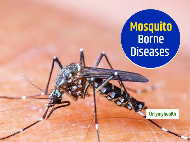 Mosquito-Borne Diseases: Delhi Records 1069 Cases Per Year, Says Report ...