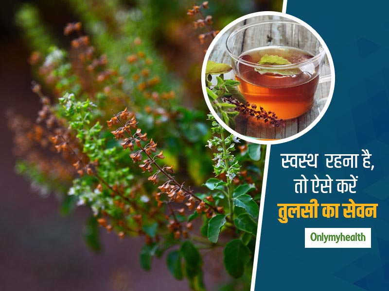 Ayurveda: पेट दर्द से लेकर इम्‍युनिटी बढ़ाने तक कई मर्ज की दवा है तुलसी, इन 6 तरीकों से करें तुलसी का उपयोग 