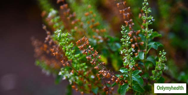 Health Benefits Of Holy Basil or Tulshi