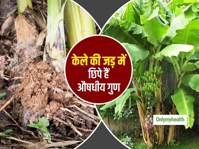 केले ही नहीं इसकी जड़ों में भी छिपे हैं कई औषधीय गुण, इन 6 बीमारियों को कर सकता है दूर