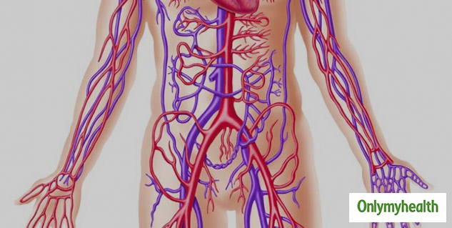 insidegreatbloodcirculation