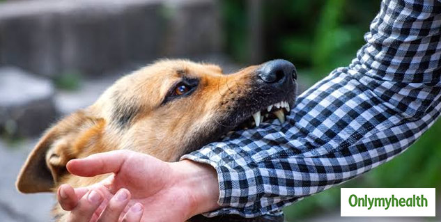 Street dog shop bite treatment