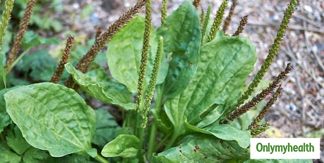 Herbal medicine for dog sale bite