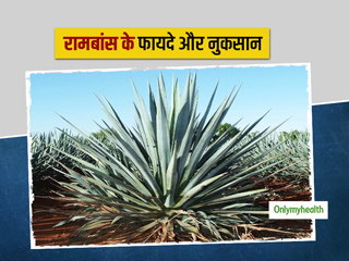 कब्ज और अपच की समस्या दूर करे रामबांस, एक्सपर्ट से जानिए इसके फायदे और नुकसान