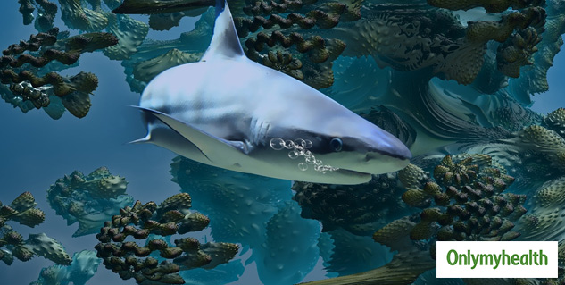shark killed for coronavirus vaccine